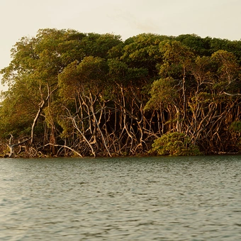 Remada Ecológica no Mangue